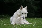 BERGER BLANC SUISSE - ADULTS ET PUPPIES 058